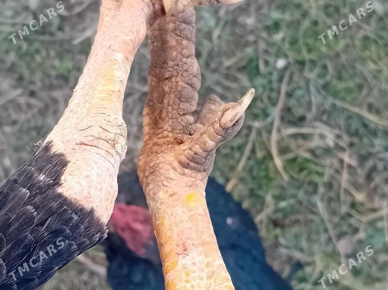 horaz - Wekilbazar - img 2