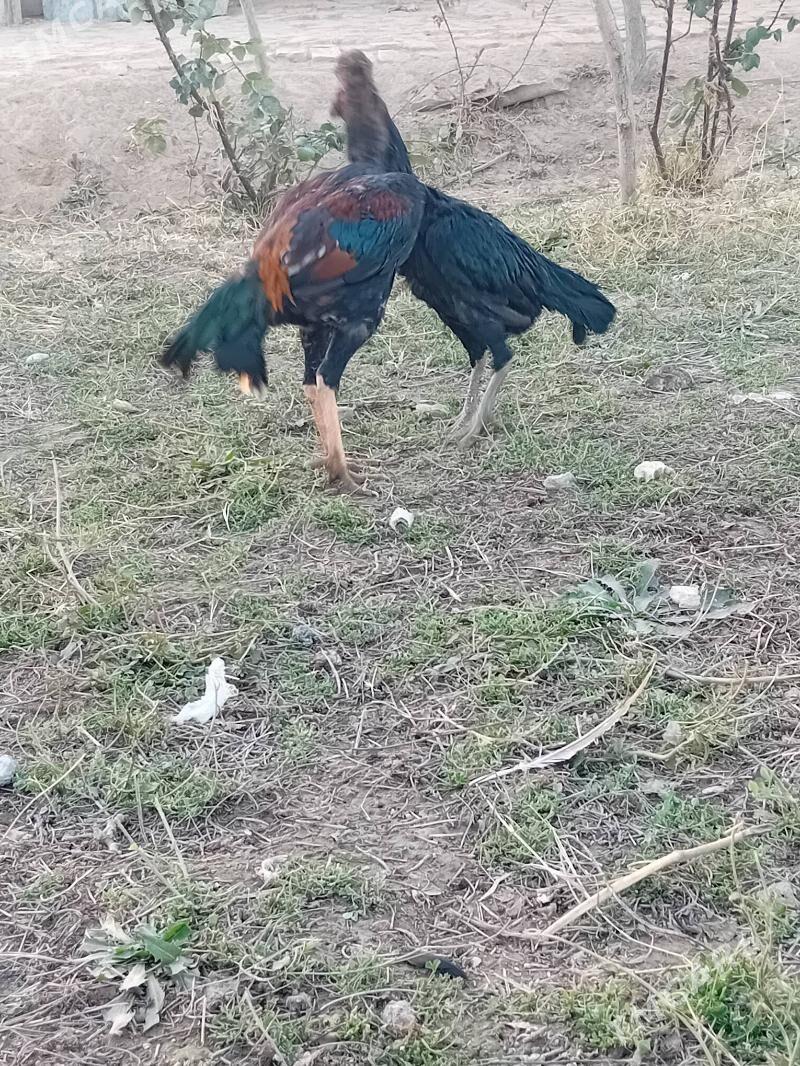 horaz - Wekilbazar - img 5