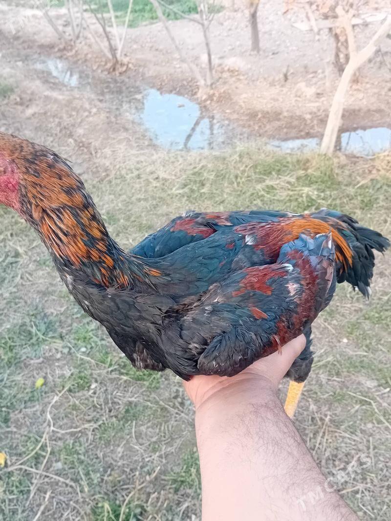 horaz - Wekilbazar - img 3