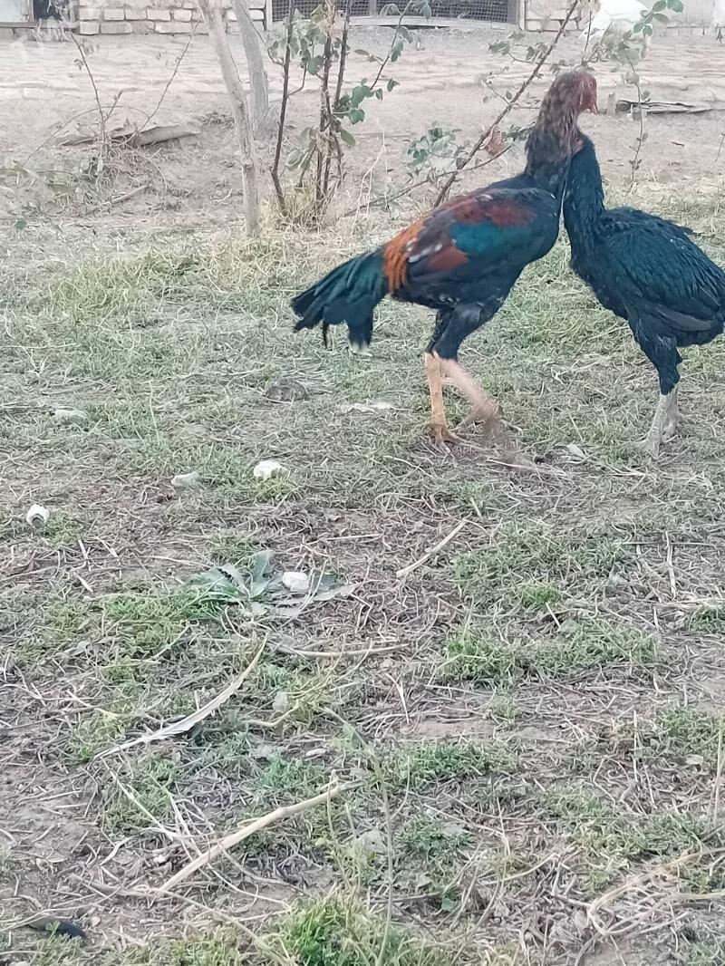 horaz - Wekilbazar - img 4