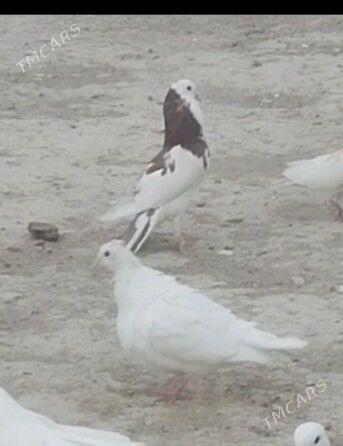 kepderi - Гызыларбат - img 2