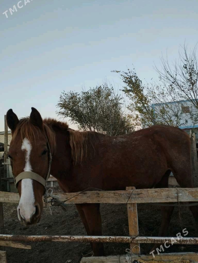 Satlyk at. - Ак-Бугдайский этрап - img 2