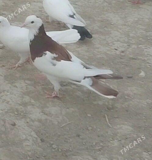 kepderi - Гызыларбат - img 4