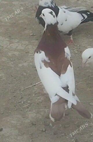 kepderi - Гызыларбат - img 3