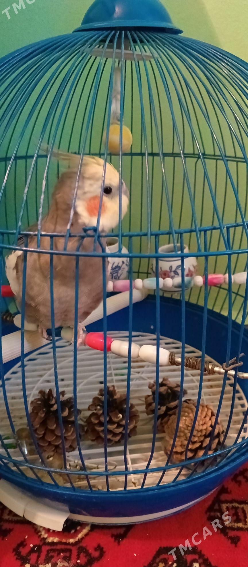 Karella papugay - Büzmeýin GRES - img 2