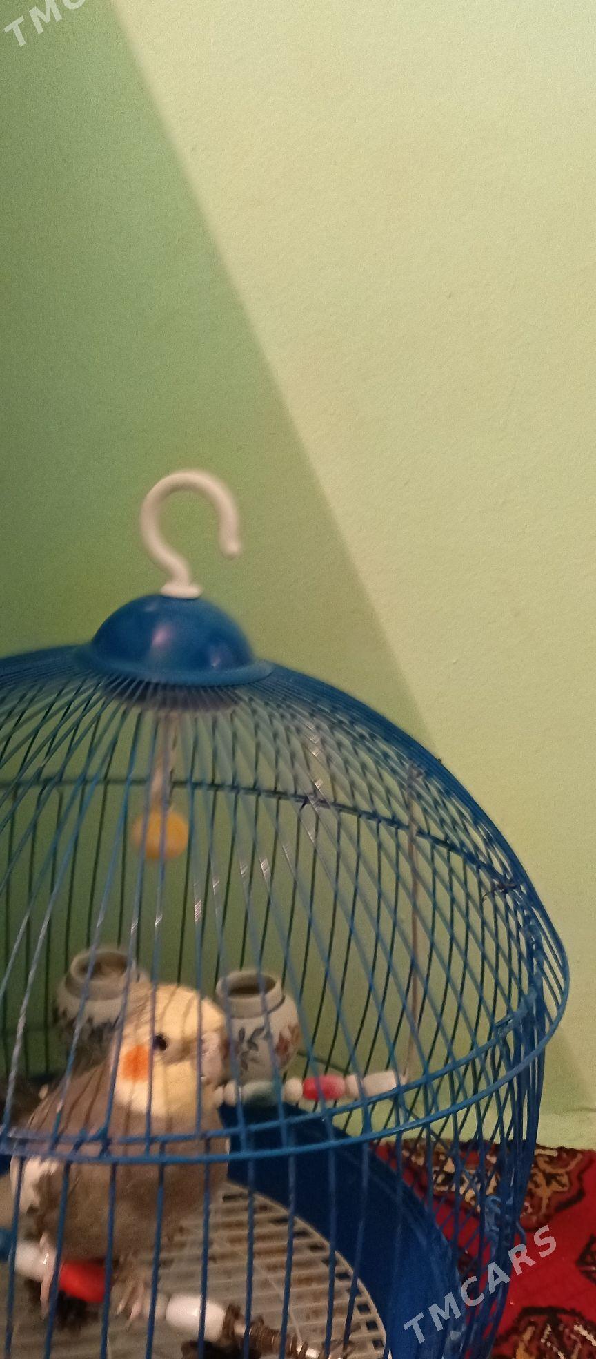 Karella papugay - Büzmeýin GRES - img 3