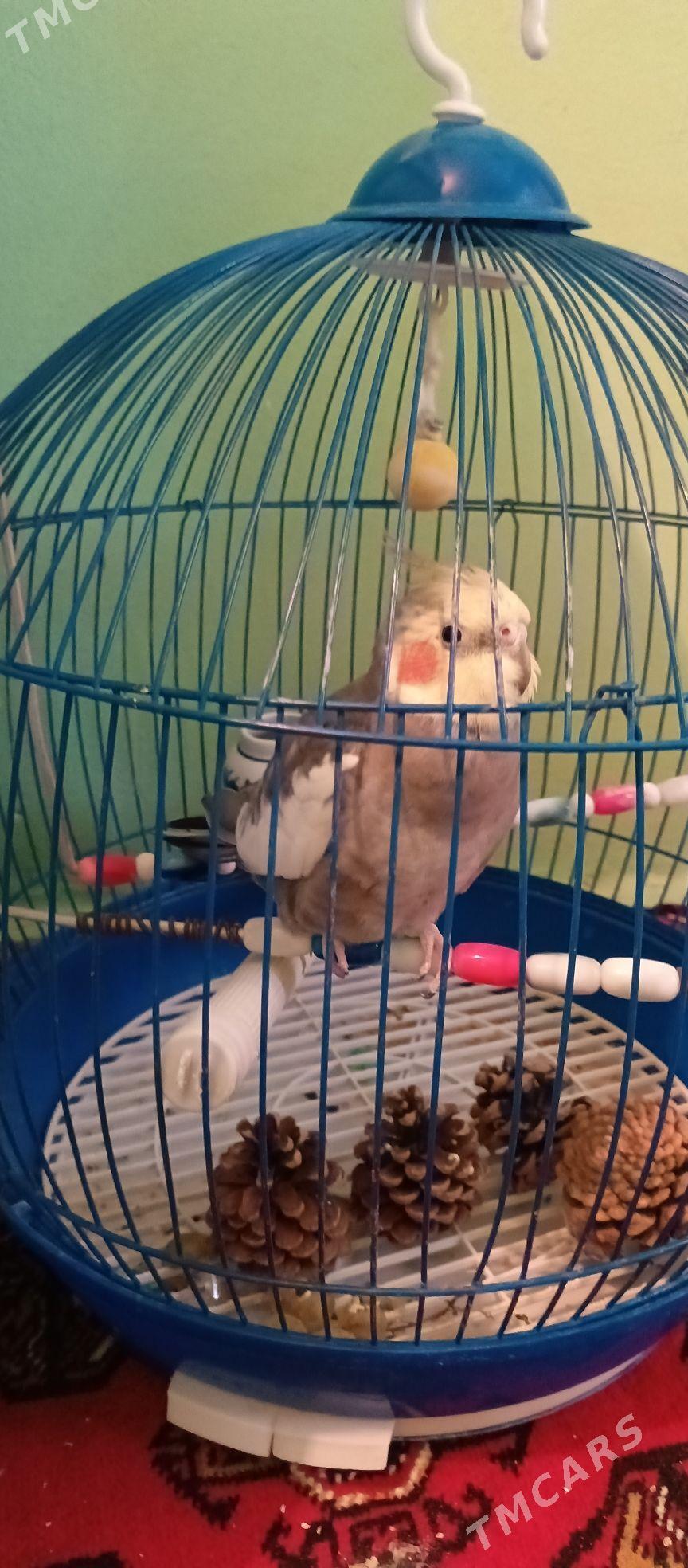 Karella papugay - Büzmeýin GRES - img 4