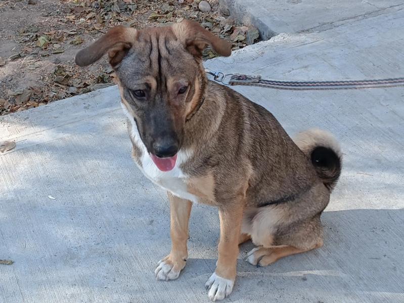 В добрые руки! - Ашхабад - img 4