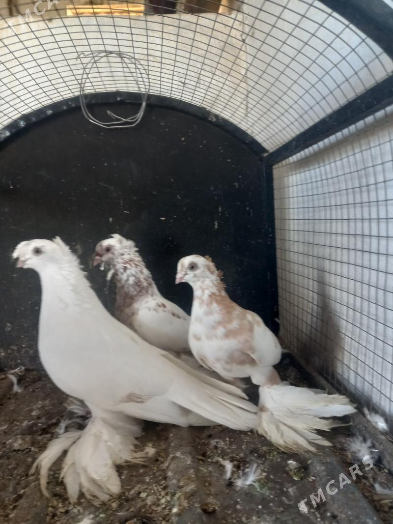 Akja kepderim. - Çärjew - img 3