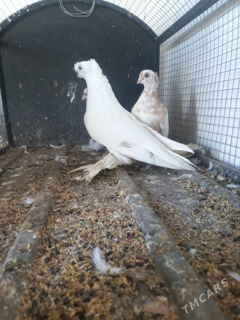 Akja kepderim. - Çärjew - img 4