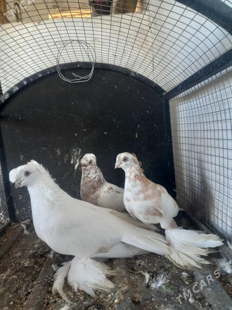 Akja kepderim. - Çärjew - img 2