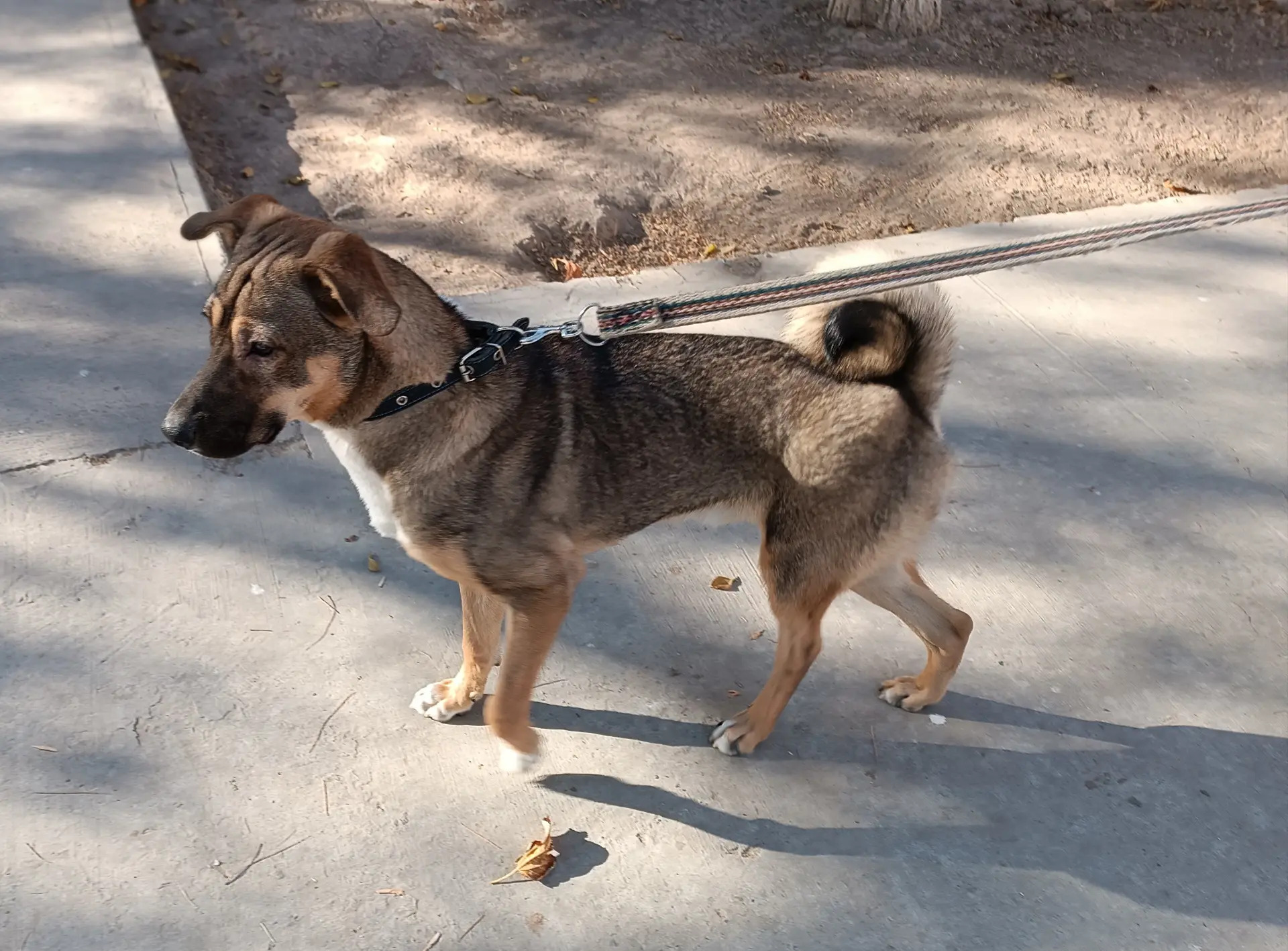 В добрые руки! - Ашхабад - img 2