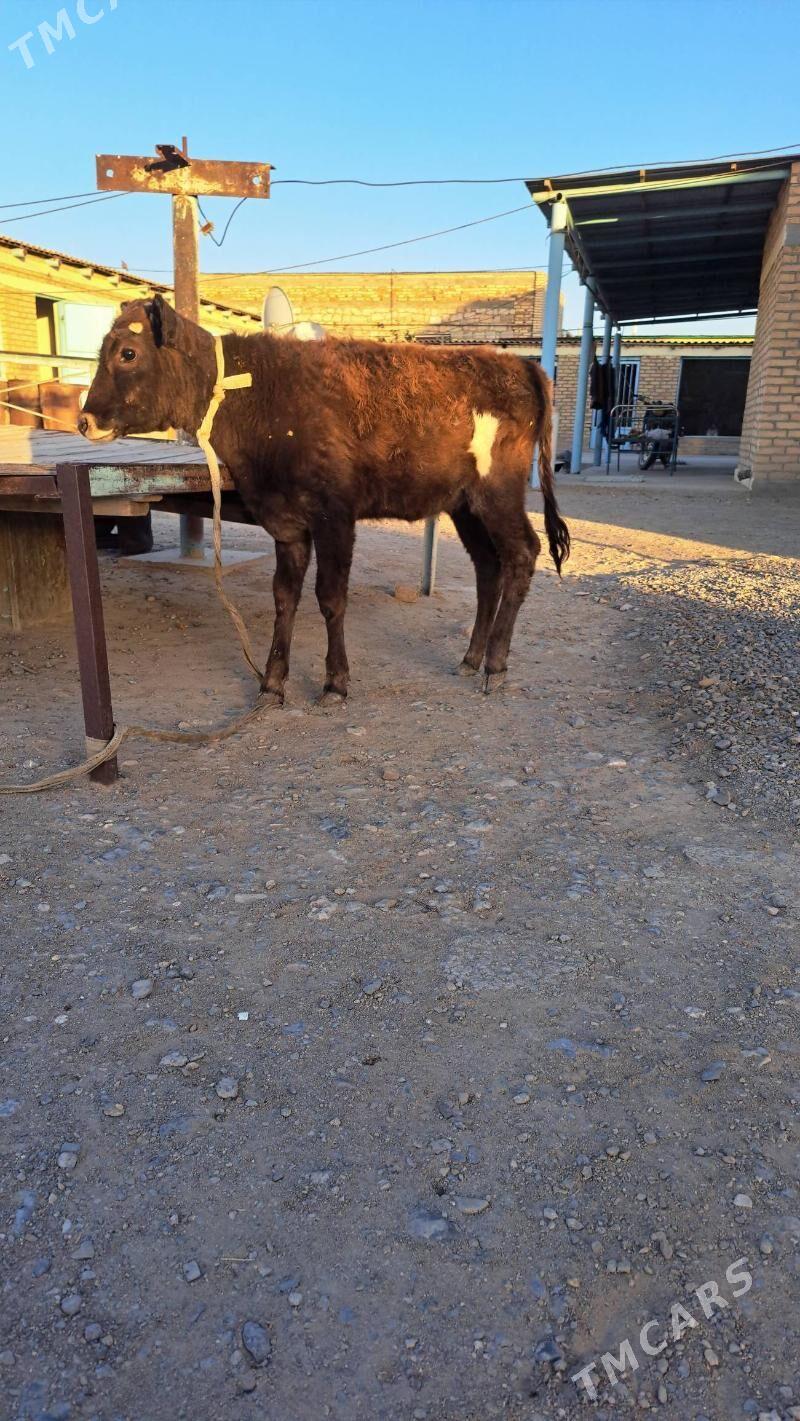 tûwe - Гызыларбат - img 2