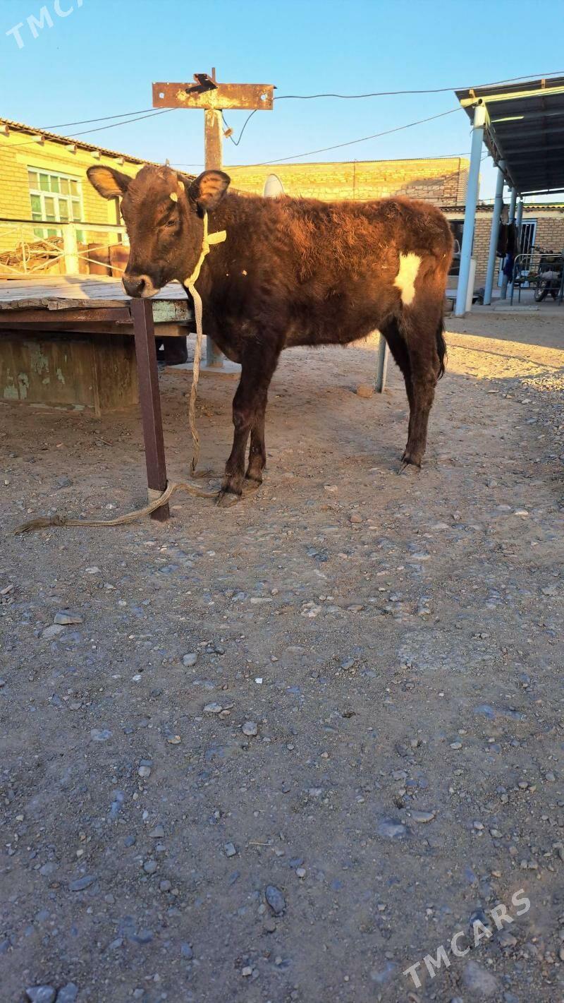 tûwe - Гызыларбат - img 3