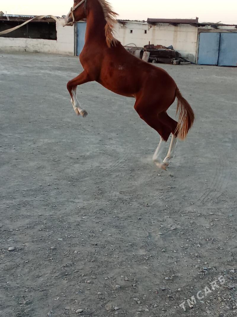 Tay - Берекет - img 2