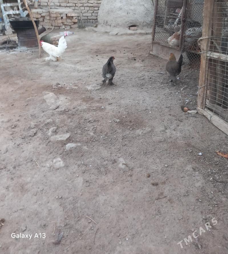 Karlikler - Çärjew - img 1