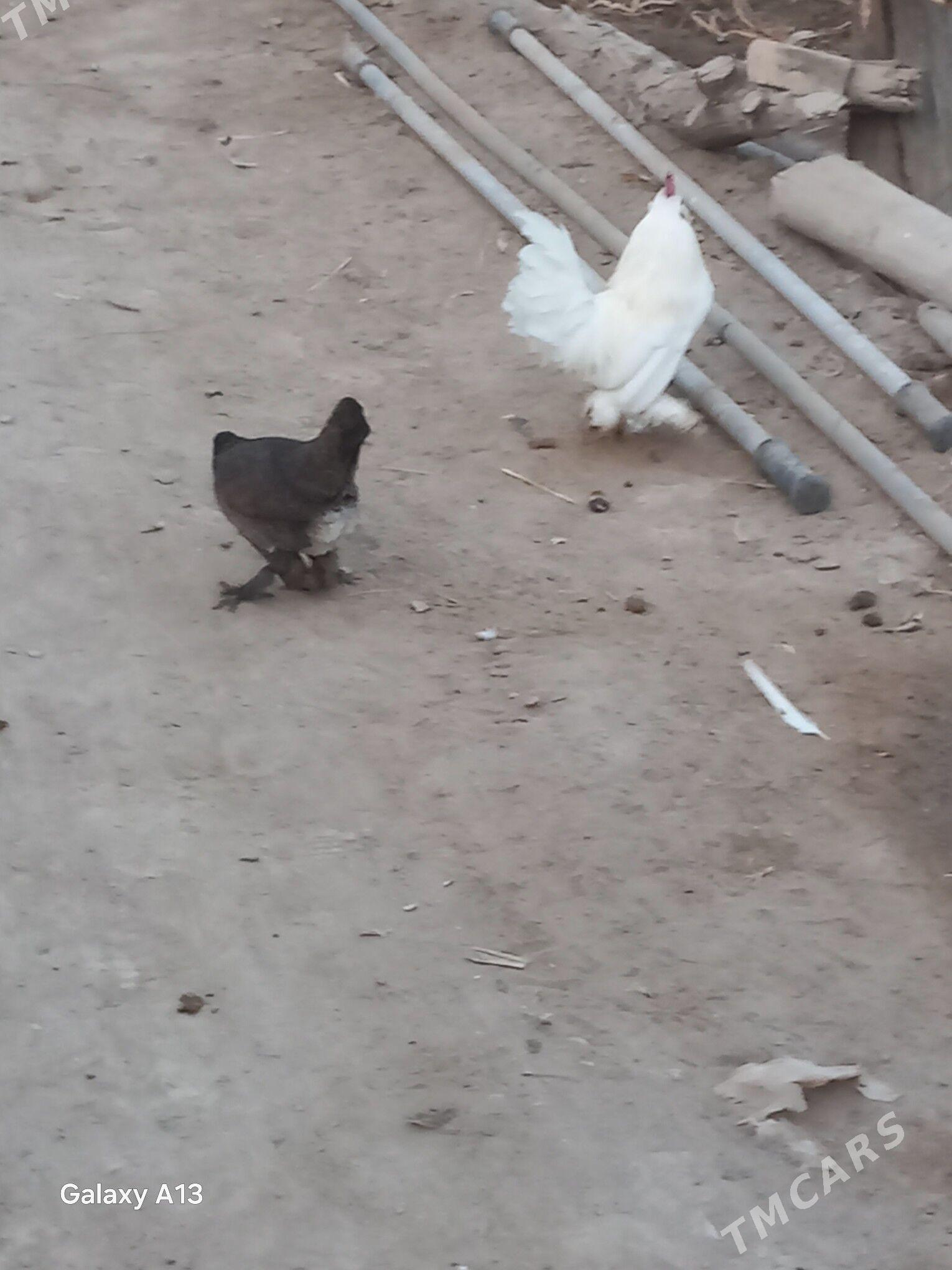 Karlikler - Çärjew - img 5