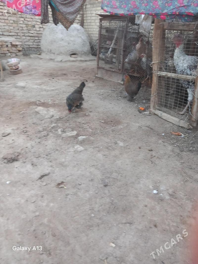 Karlikler - Çärjew - img 4