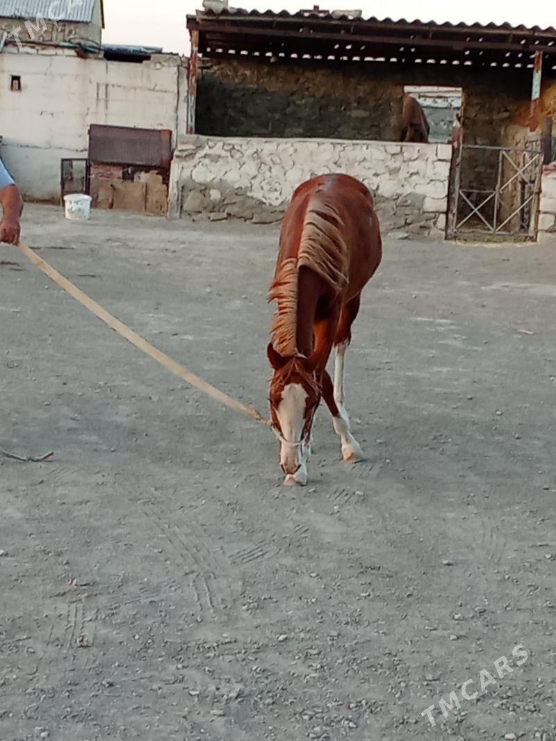 Tay - Берекет - img 4