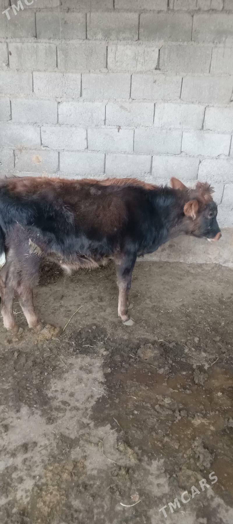 őkûz - Анев - img 5