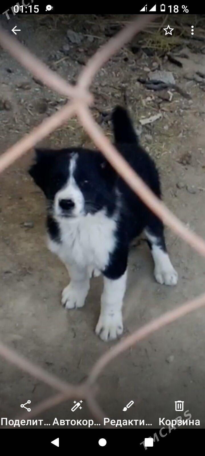 Gara guş - Бузмеин ГРЭС - img 4