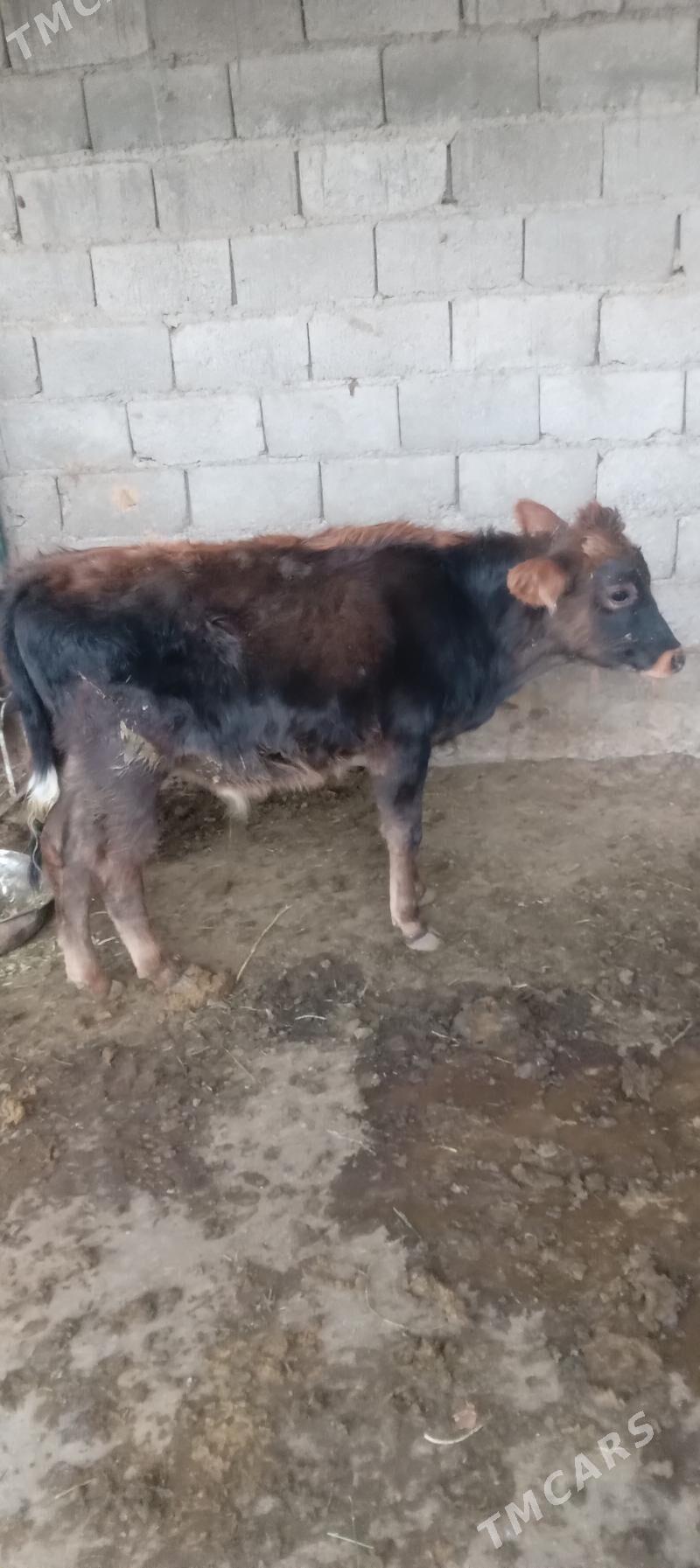 őkûz - Анев - img 1