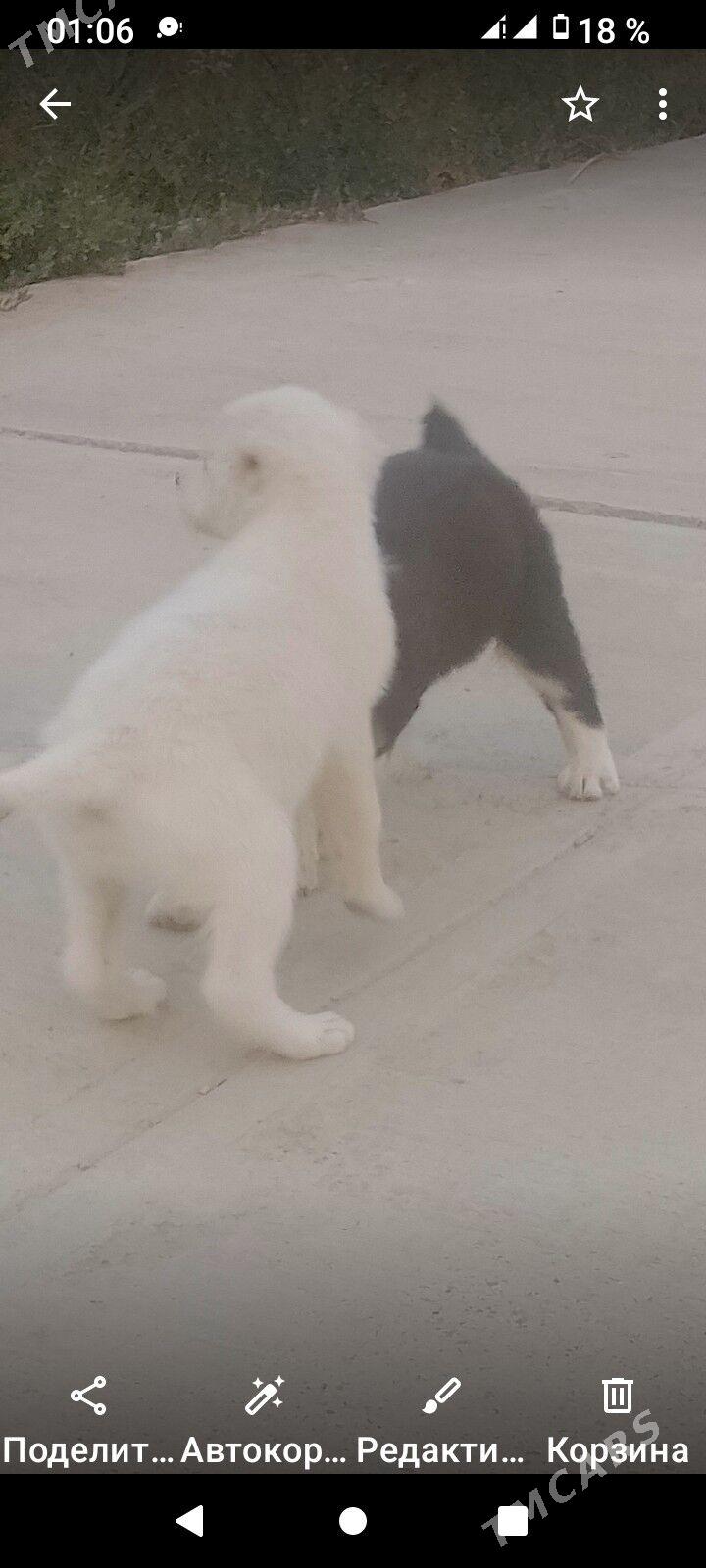 Gara guş - Бузмеин ГРЭС - img 2