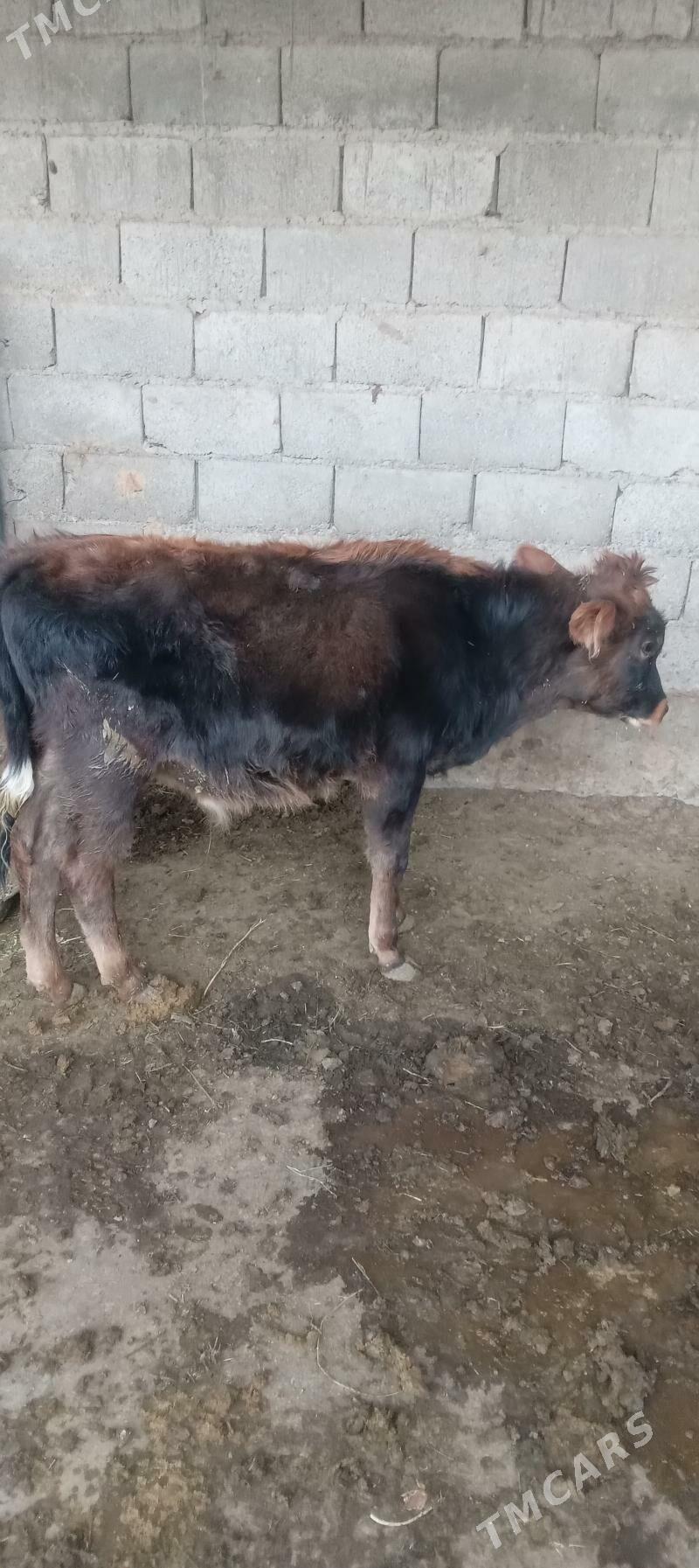 őkûz - Анев - img 8