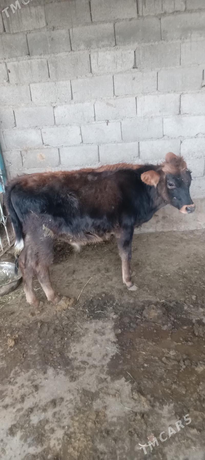 őkûz - Анев - img 2