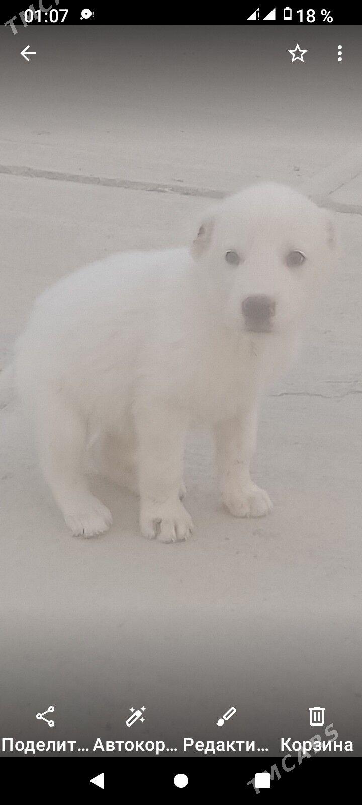 Gara guş - Бузмеин ГРЭС - img 3