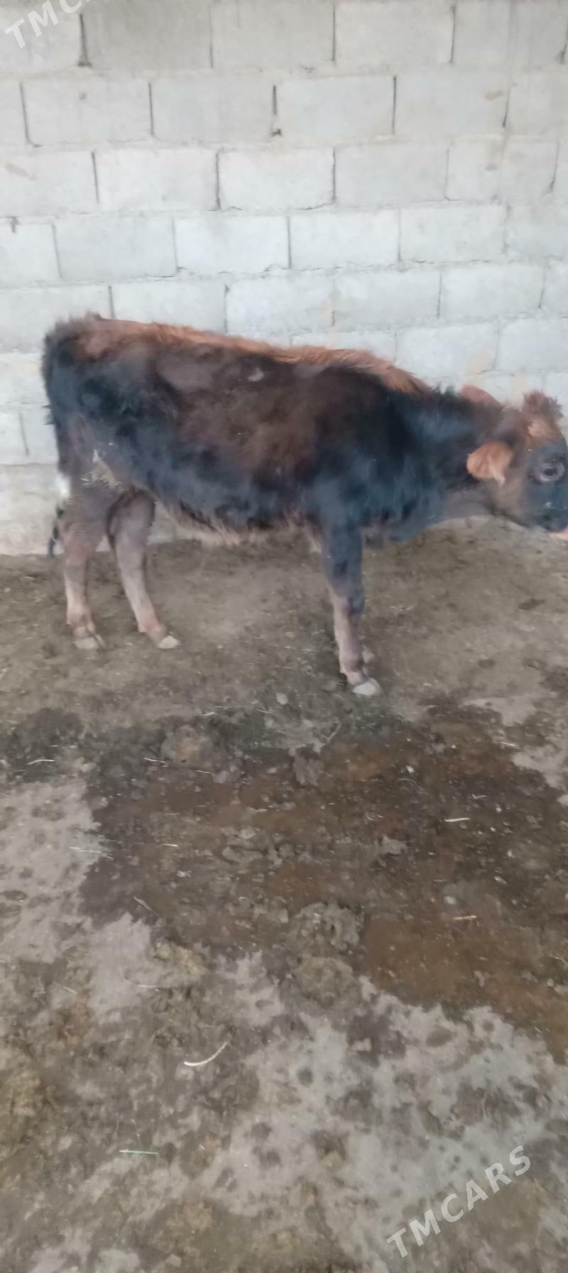 őkûz - Анев - img 3