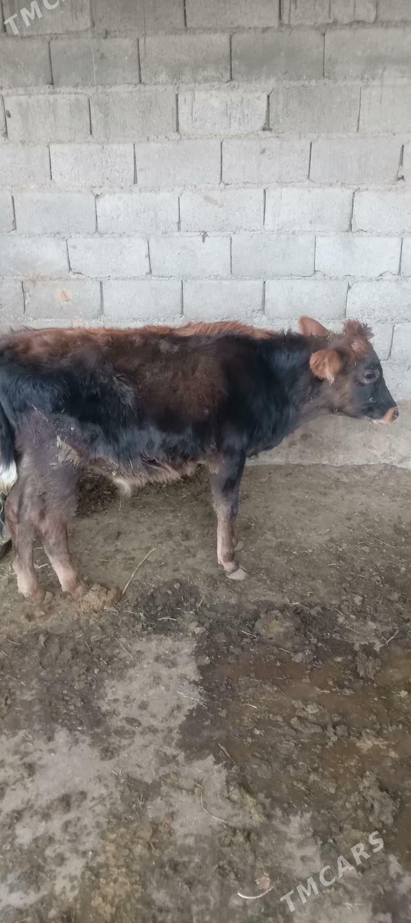 őkûz - Анев - img 4