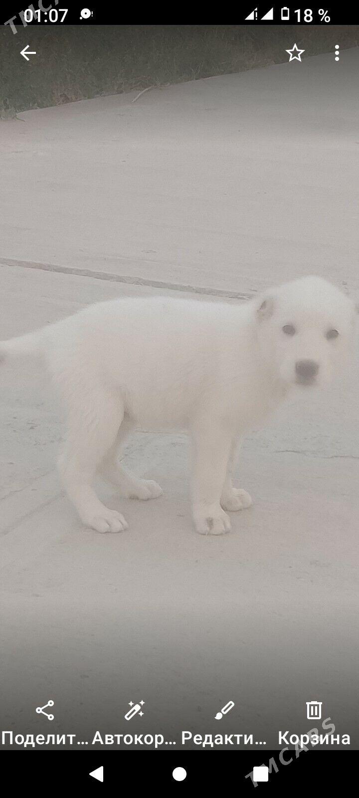 Gara guş - Бузмеин ГРЭС - img 1