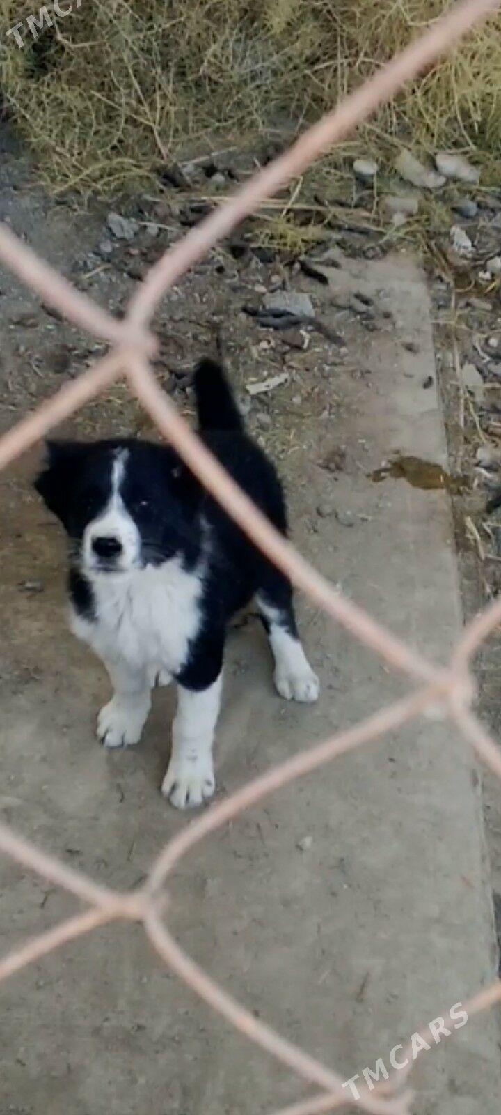 Gara guş - Бузмеин ГРЭС - img 5