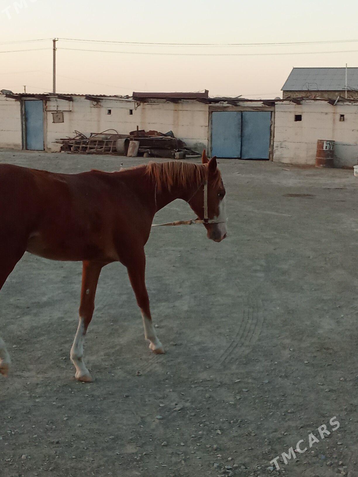 Tay - Берекет - img 5