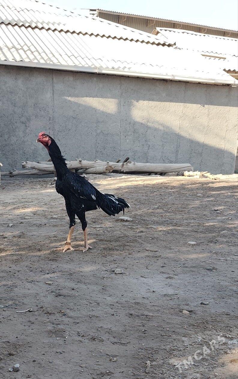 horaz - Векильбазар - img 2