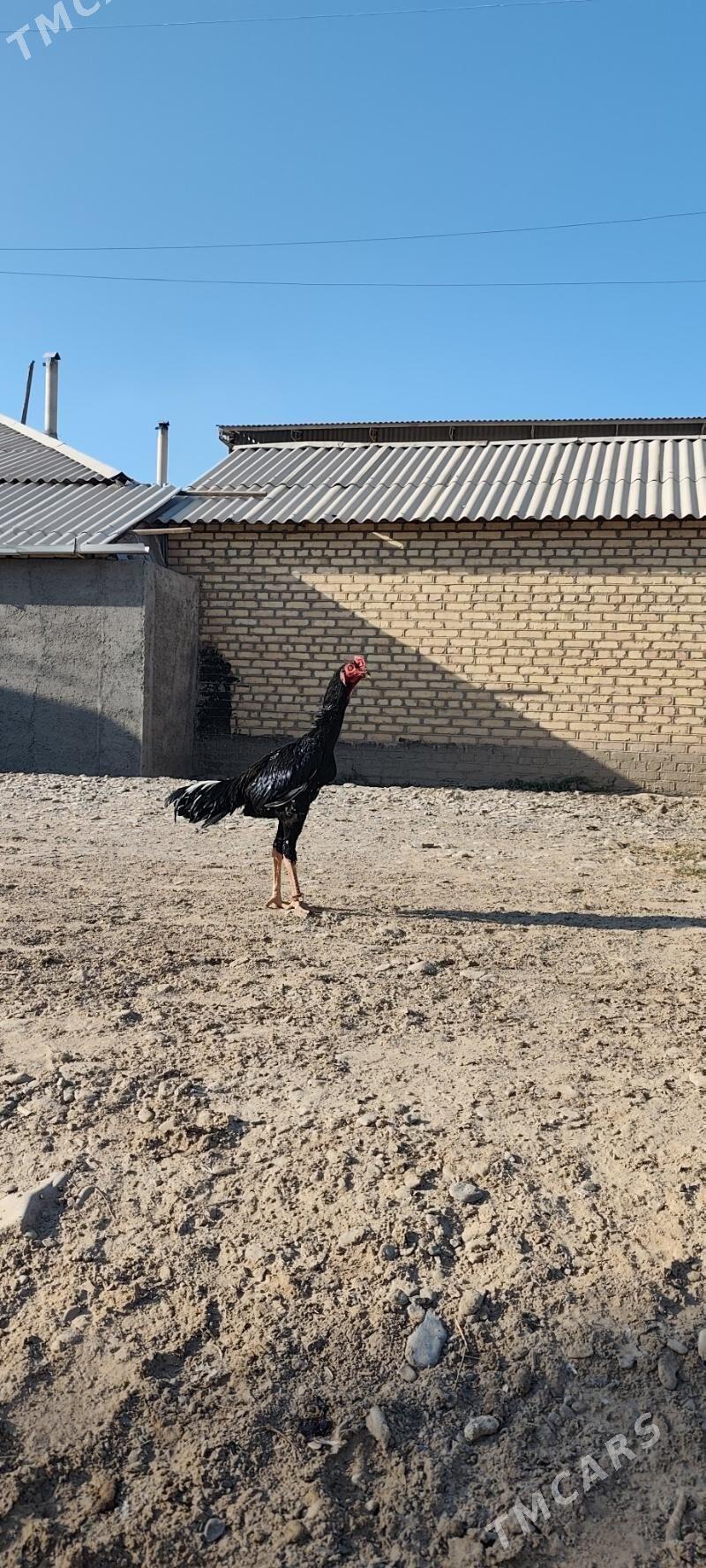 horaz - Векильбазар - img 3