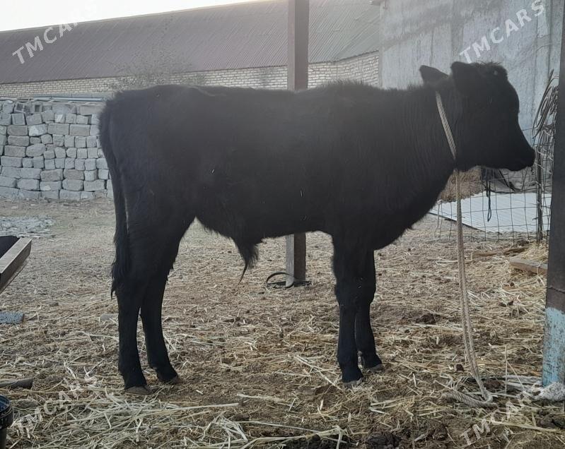 okuz - Гарадамак - img 3