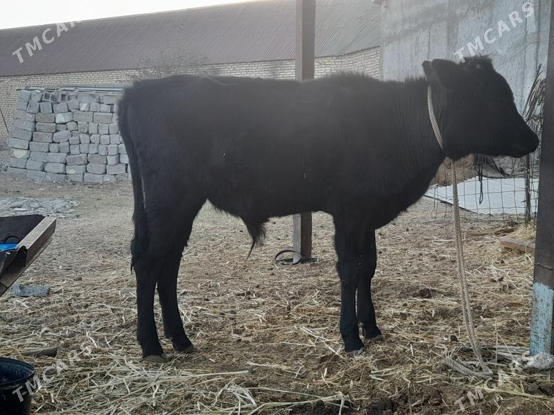 okuz - Гарадамак - img 2