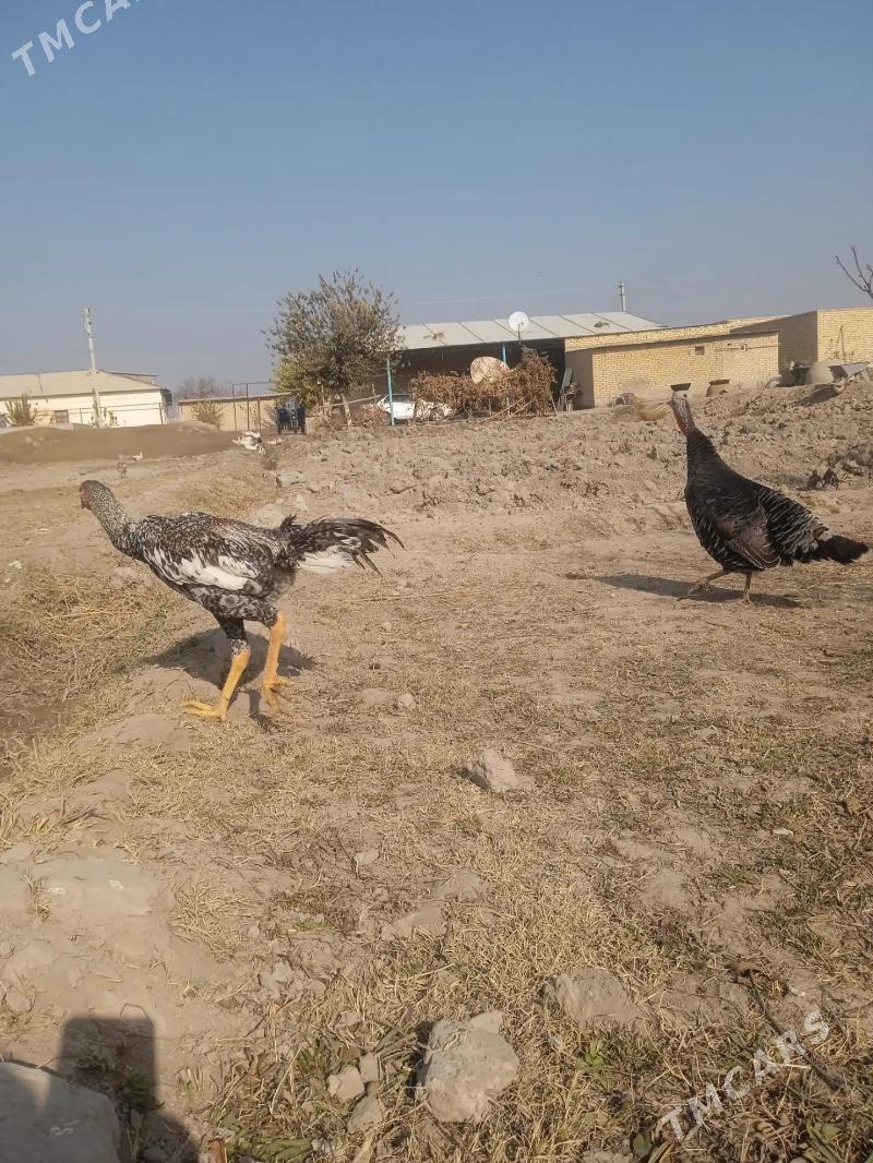 juje - Гарабекевюл - img 2