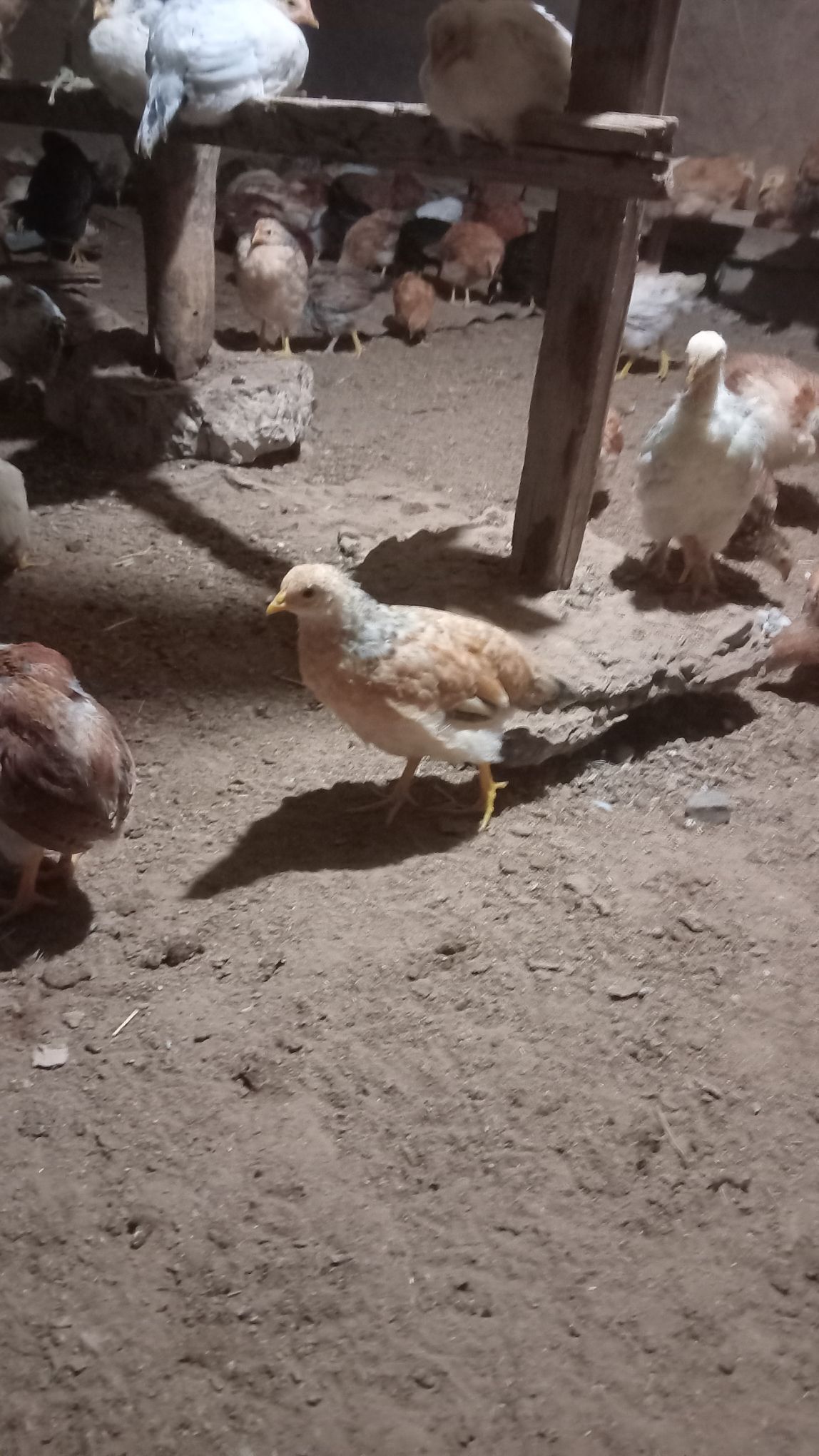 öküz - Бабадайхан - img 7