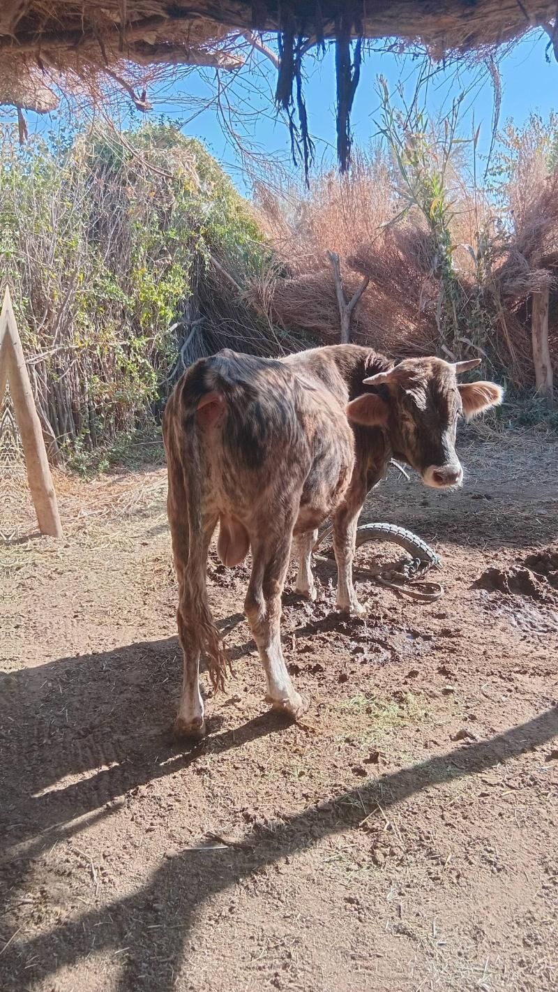 öküz - Бабадайхан - img 2