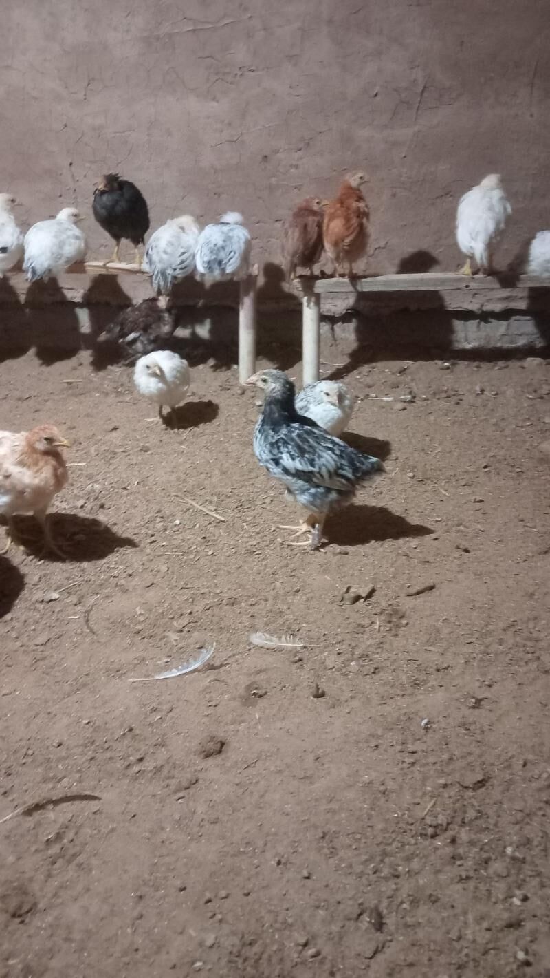 öküz - Бабадайхан - img 5