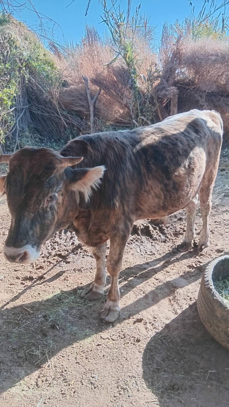 öküz - Бабадайхан - img 1