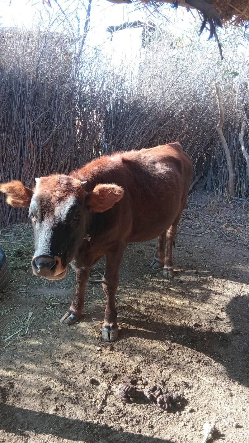 öküz - Бабадайхан - img 3