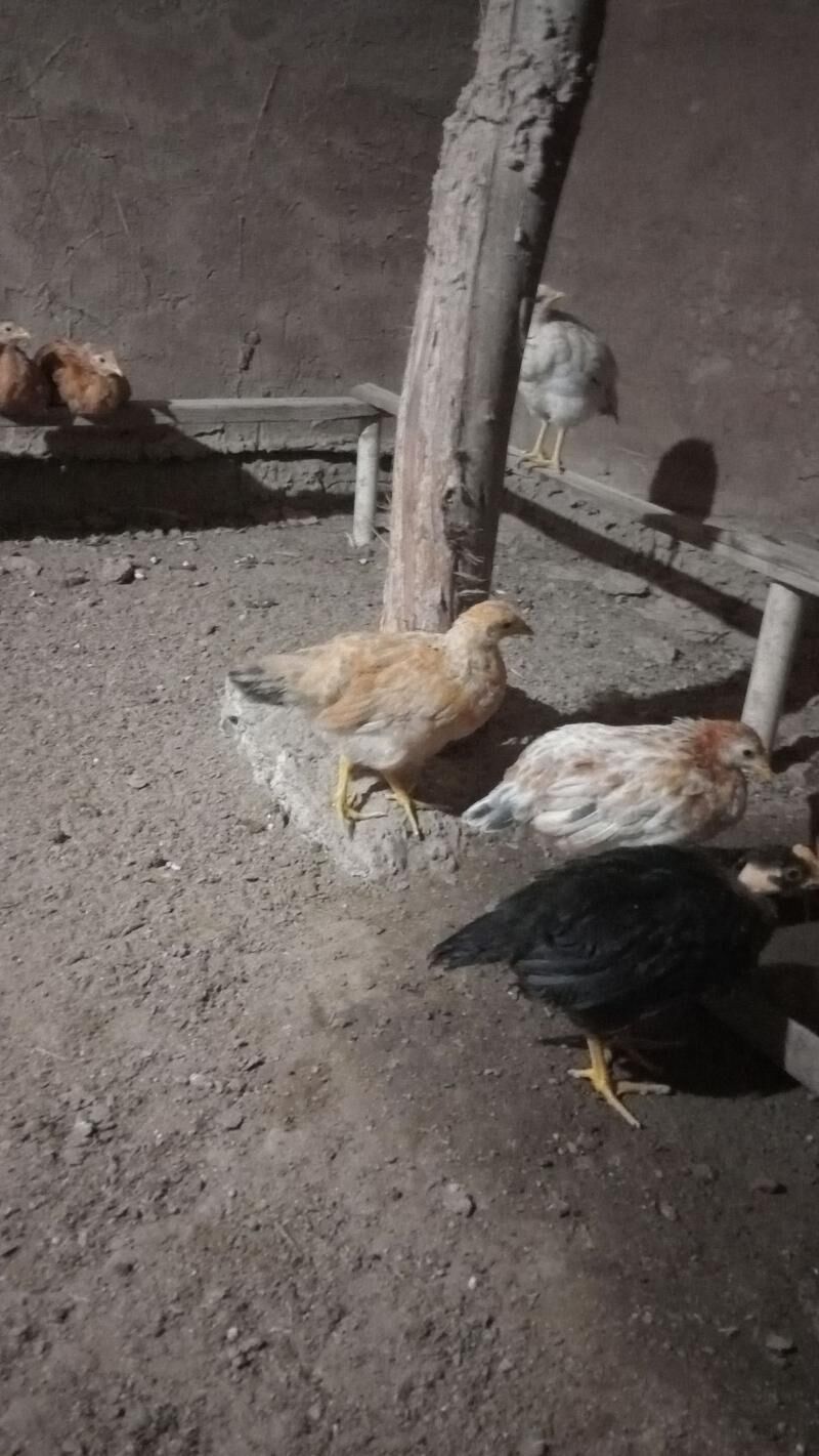 öküz - Бабадайхан - img 6