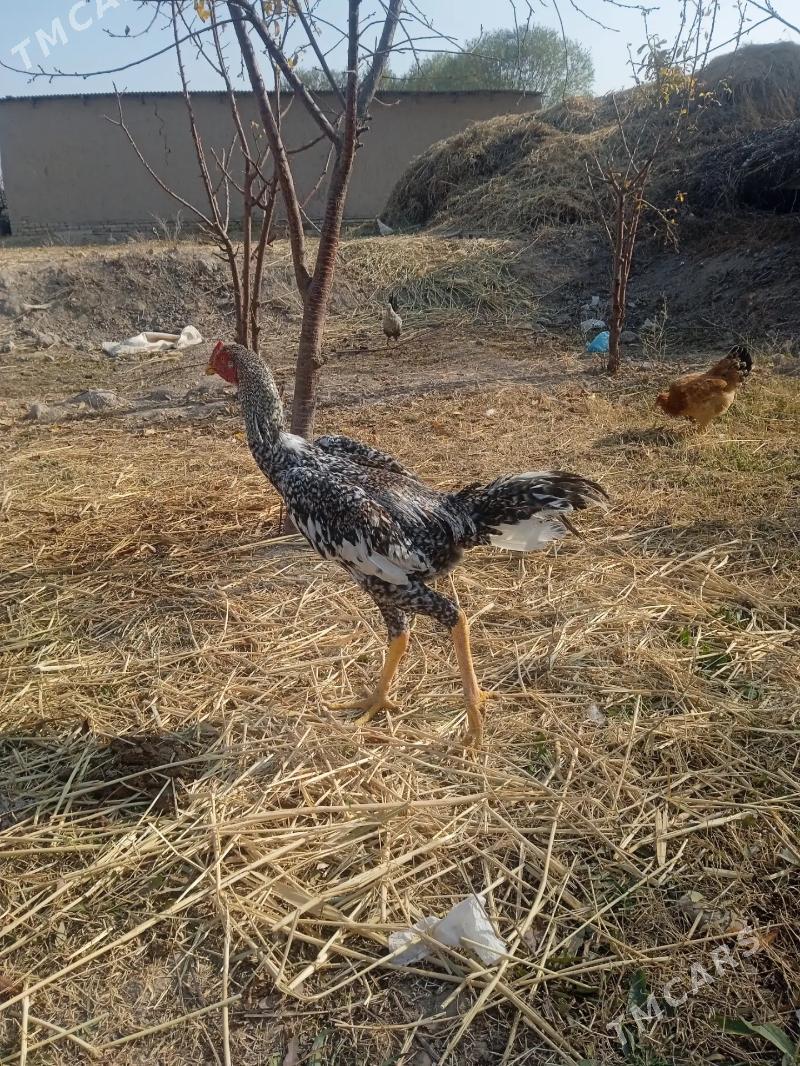 juje - Гарабекевюл - img 3