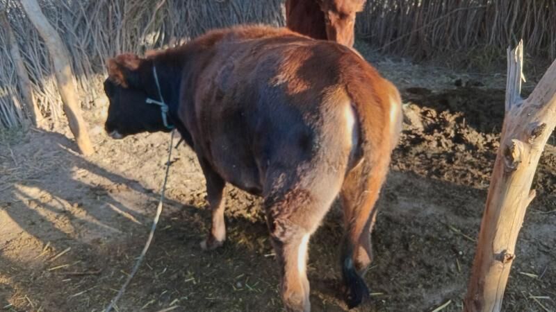 öküz - Бабадайхан - img 4