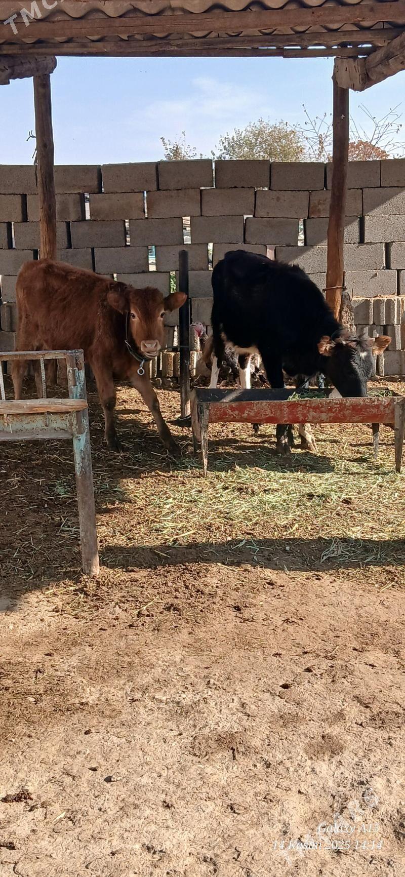 Okiz Tuwe - Бахарден - img 3