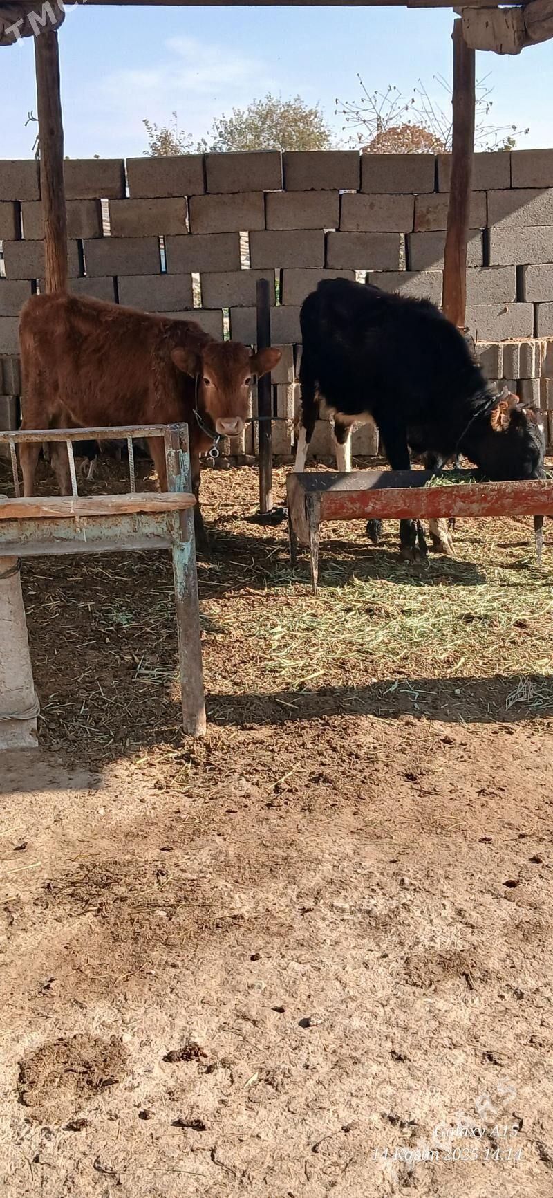 Okiz Tuwe - Бахарден - img 2